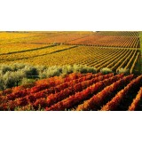 Massimago Wine Relais - Valpolicella Relax Experience - 5 Giorni 4 Notti