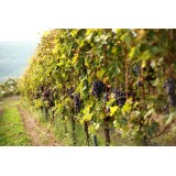 Massimago Wine Relais - Valpolicella Wine & Relax - Appartamento - 4 Persone - 3 Giorni 2 Notti