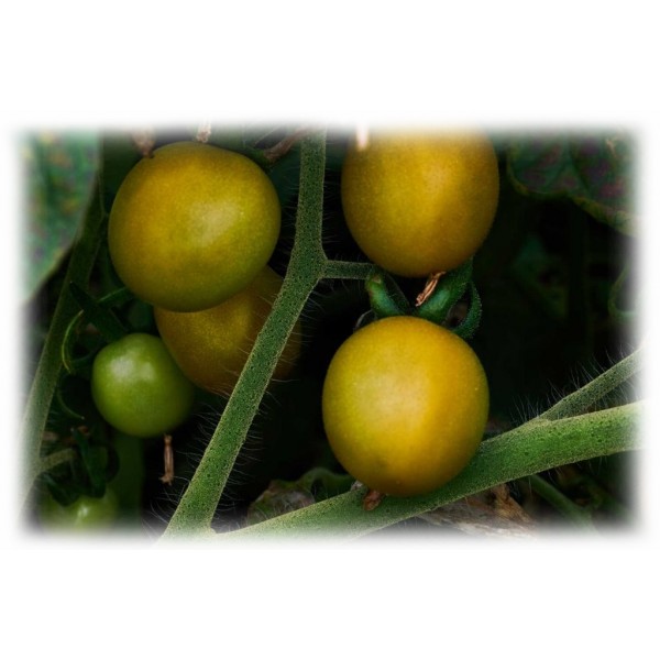 Semino il Pomodoro - Pomodori Ciliegini Gialli - Vetro - Conserve - 580 gr