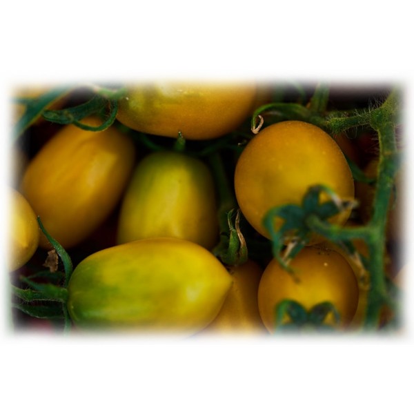 Semino il Pomodoro - Yellow Datterino Tomatoes - Glass - Preserved Foods - 580 gr
