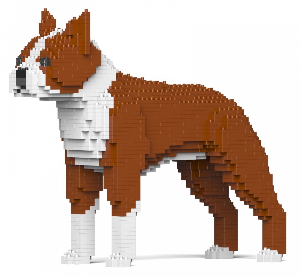 jekca-boston-terrier-01s-m02-