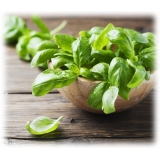 BioOrto - Organic Basil Pesto without Garlic - Organic Preserved Foods - 180 g