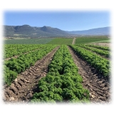 BioOrto - Pesto Kale Bio con Aglio - Conserve Biologiche - 180 g