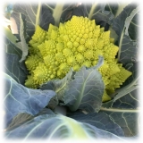 BioOrto - Crema di Broccolo Romanesco Bio - Conserve Biologiche - 180 g