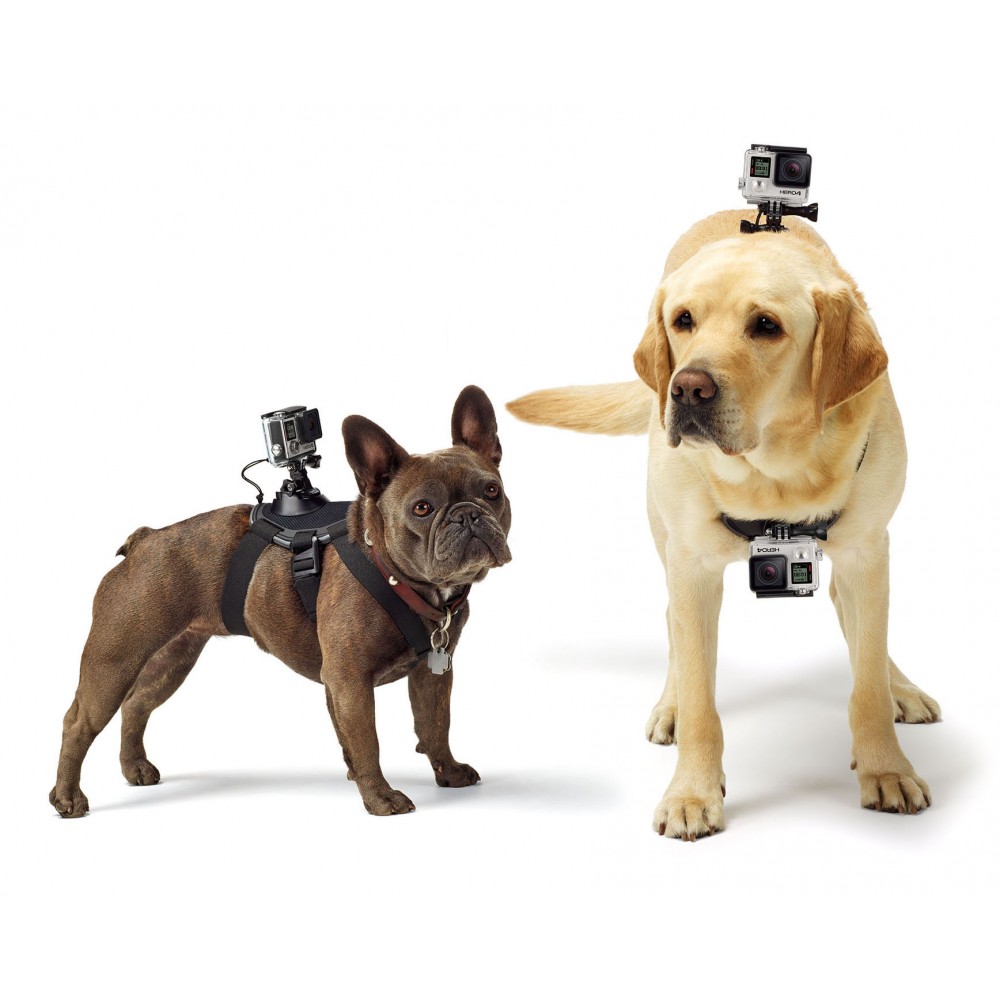 GoPro - Fetch - Imbracatura per Cani - Accessori GoPro - Avvenice