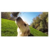 GoPro - Fetch - Dog Harness - GoPro Accessories