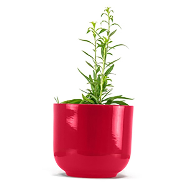 Goji Capo - Pianta di Goji 100 % Biologico - Goji Lycium Barbarum - Piante Biologiche