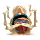 Fame Master - Piccolo Orsacchiotto Gummi - Classic - 4D Master - Mighty Jaxx - Jason Freeny - Body Anatomy - XX Ray - Art Toys