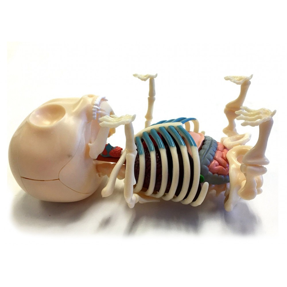 https://avvenice.com/45440-thickbox_default/fame-master-small-gummi-bear-red-4d-master-mighty-jaxx-jason-freeny-body-anatomy-xx-ray-art-toys.jpg