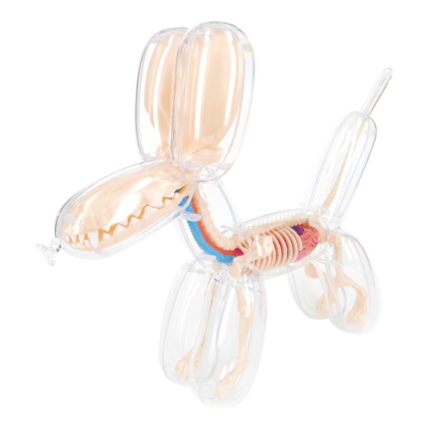 Balloon Dog Anatomy Small Clear Skin Detailed Skeleton Organs Model 4D Toys Fun 