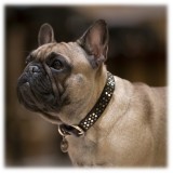 B Wilde Collection - Sparky Leash - Sparky Collection - Leather Leash - High Quality Luxury