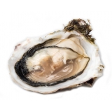 Wilde Wadoesters - Wild Oysters - 100 - Handpicked on the Wadden Sea - UNESCO World Heritage Site