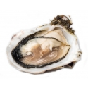 Wilde Wadoesters - Wild Oysters - 300 - Handpicked on the Wadden Sea - UNESCO World Heritage Site