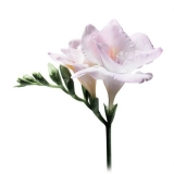 Giorgio Armani - Sì Eau De Parfum - Aromatic with Hints of Rose - Luxury Fragrances - 30 ml