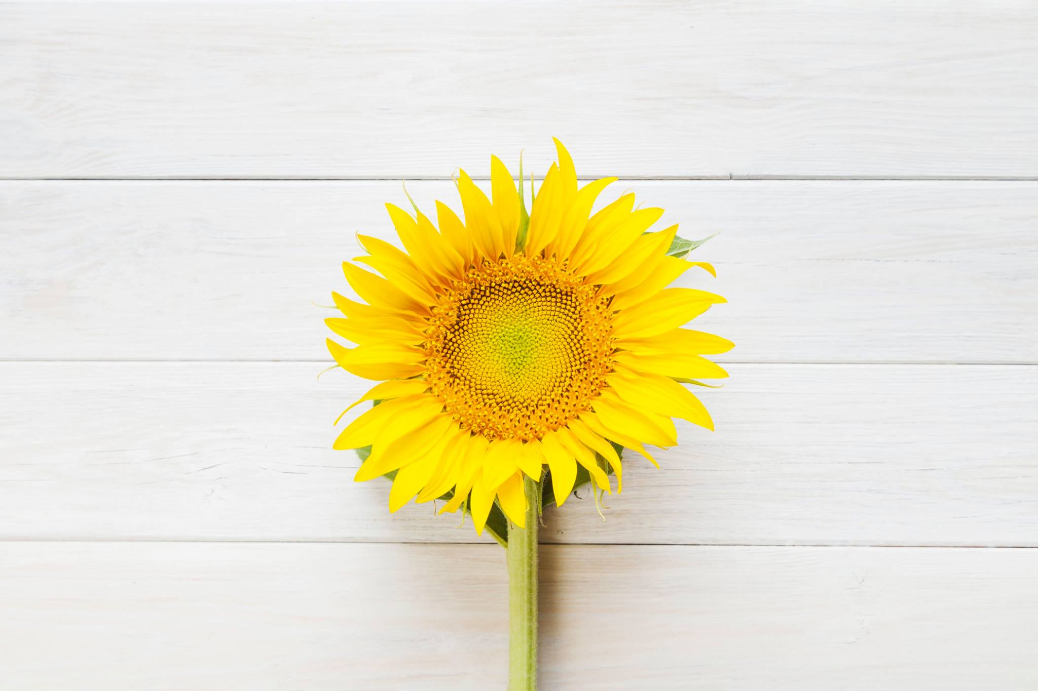 стол подсолнух. тропические листья на столе. осенняя сервировка стола. стол подсолнух. подсолнух цветок солнца.