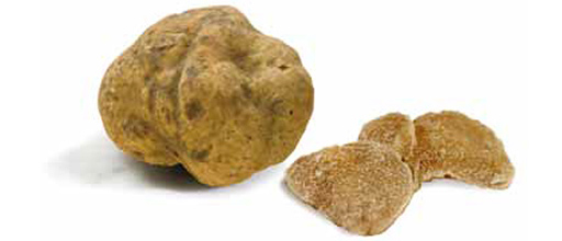 Truffle - Types and Classification - Savini Tartufi - Avvenice