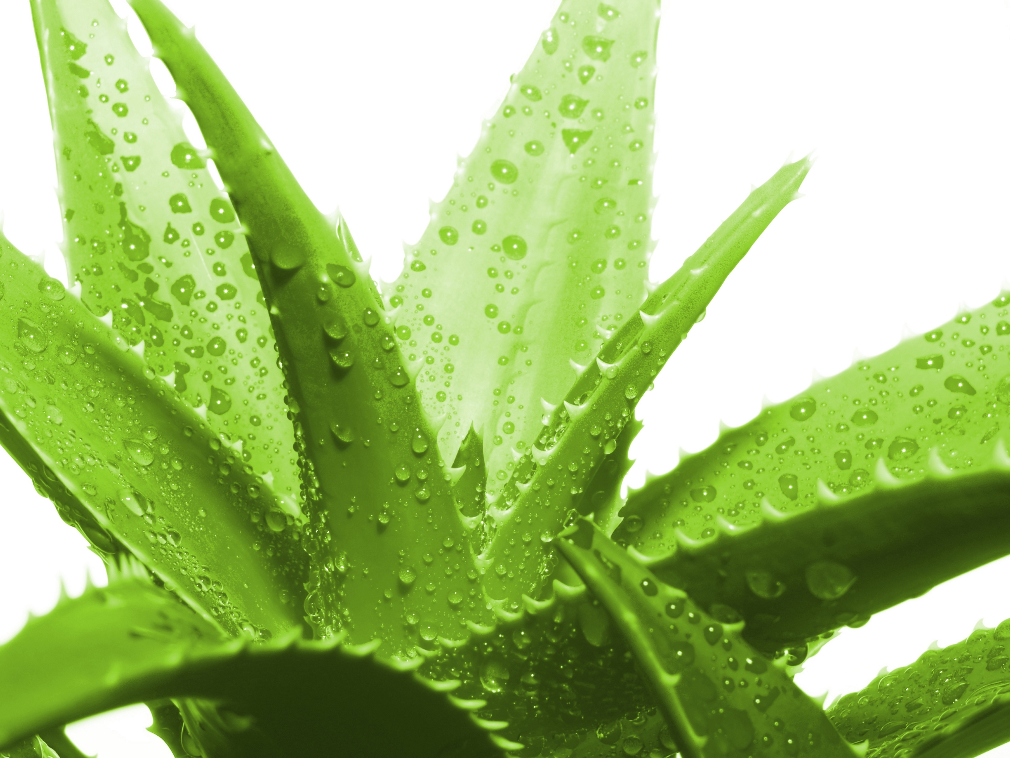 Aloe Vera Medicinal Uses In English - MedicineWalls